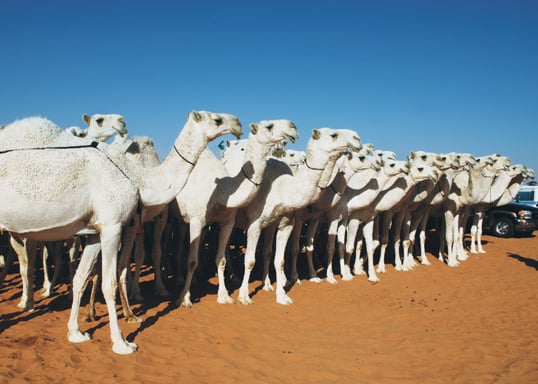 Displaying the discipline that won it "Best of the Herds," a herd of white camels stands at attention. 
